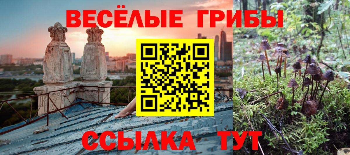 Галлюциногенные грибы GOLDEN TEACHER  Галлюциногенные грибы Psilocybine cubensis  купить  сайты  Новодвинск  Вход с VPN 