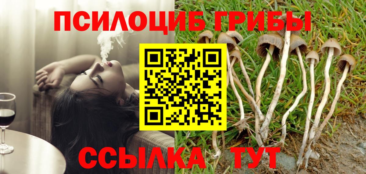 Псилоцибиновые грибы Psilocybe Новодвинск